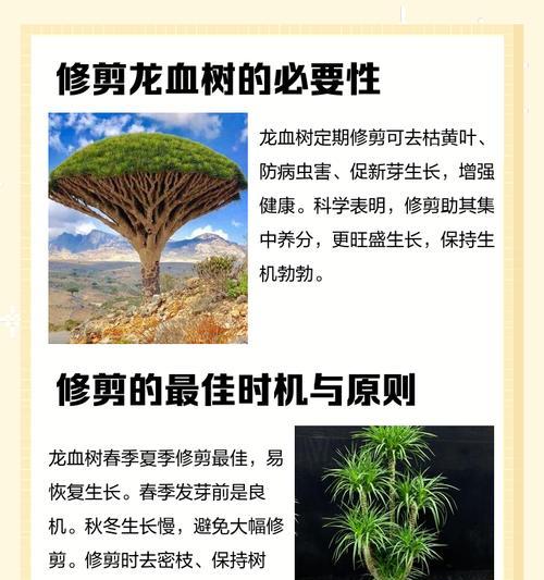 龙爪槐修剪的时间和使用方法（掌握正确的修剪时间和技巧，打造美丽健康的龙爪槐）