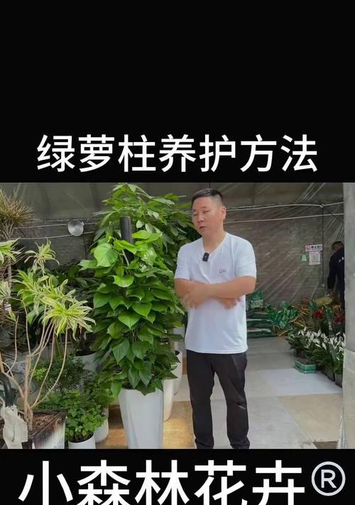 绿萝盆景的养殖与维护（掌握关键技巧，打造室内美景）