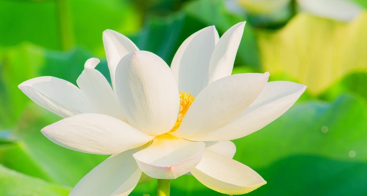 荷花之美（洁白如雪的荷花世界）