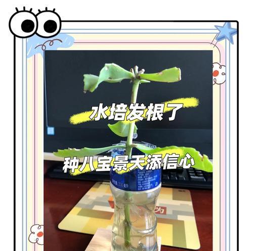 揭秘扦插枝条水培生根的绝妙技巧（打造绿色植物的生命密码，发掘植物生长的奥秘）
