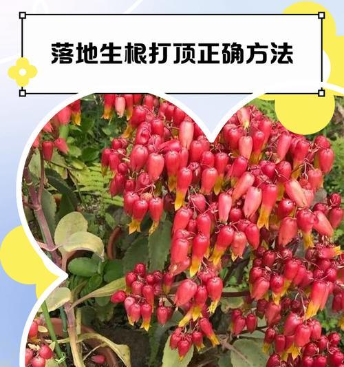 落地生根植物的扦插方法（以水培和土培为例，探讨如何成功进行植物扦插）