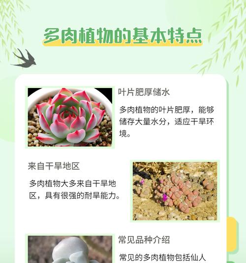 以野马东云多肉的养殖方法（打造美丽多肉花园的秘密）