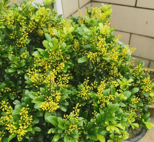 米仔兰的养殖技巧（了解米仔兰的特点，掌握养殖要点）