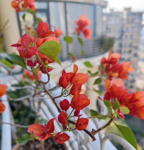 小桃红三角梅的美丽与独特之处（探秘小桃红三角梅的生长特点与观赏价值）