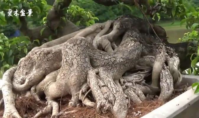 如何正确养护以榕树为主题的盆景？（全面掌握榕树盆景根的养护关键技巧）