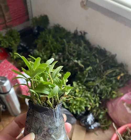 米斛盆栽的种植方法(轻松养护,打造绿意盎然的家居装饰)