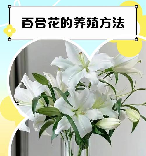 室内花的养殖方法（打造室内绿意，一起来养花吧！）