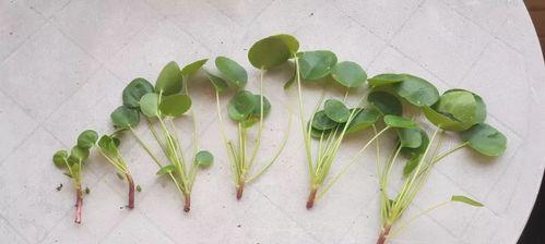 以镜面草叶子能扦插吗？（探索镜面草的繁殖方式及注意事项）