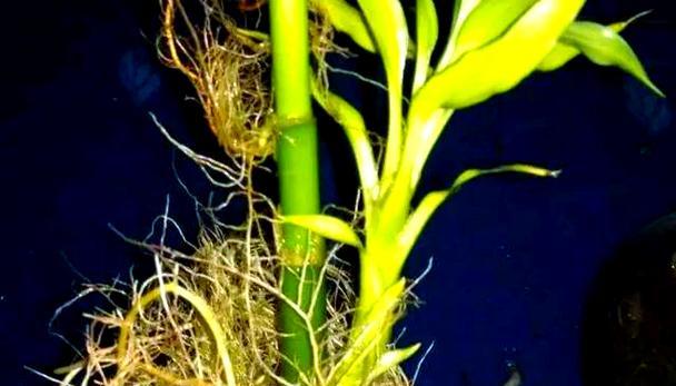 如何将富贵竹剪成两段以促进生长？（富贵竹分段繁殖技巧，助您长出更高更健壮的竹子）