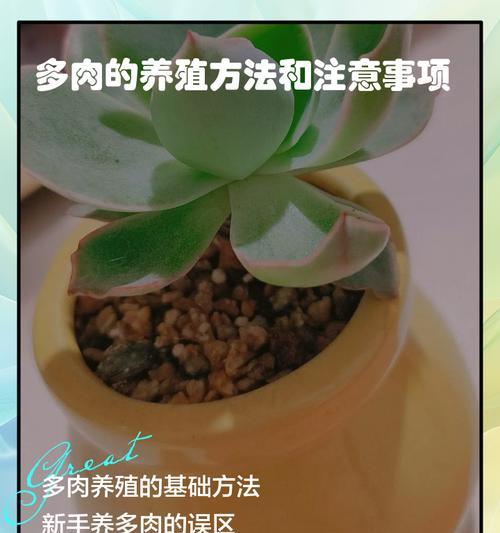 以碗莲的养殖方法多肉，掌握这些关键就能轻松养活！（学会以碗莲的养殖方法，打造多肉植物的独特魅力）