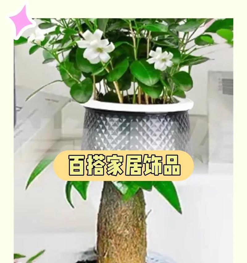 富贵竹（以富贵竹为主题的盆景）