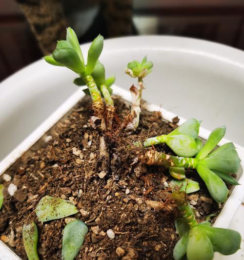 花盆里的扦插之道（掌握关键技巧，让植物在花盆中生根发芽）
