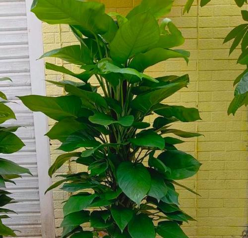 绿萝的风水影响（绿萝是家居风水的吉祥植物）