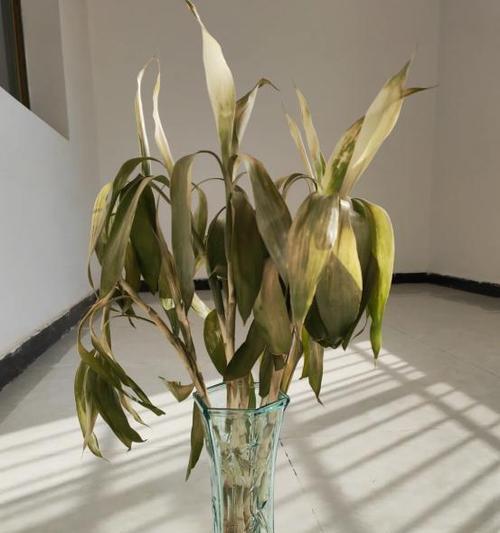 富贵竹的腐烂现象及原因分析（为什么富贵竹不生根并容易腐烂？）