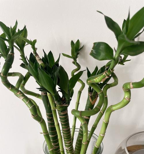 如何挽救富贵竹枝干发黄问题（打造绿意盎然的室内景观，）