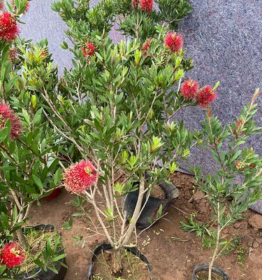 千层红的养殖方法（打造美丽花坛的首选植物）