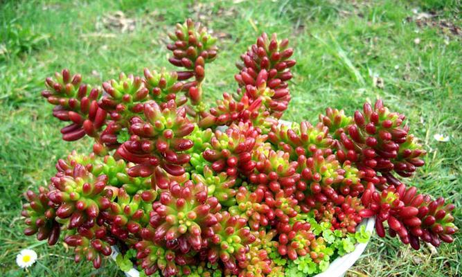 以虹之玉的扦插技巧与经验分享（如何正确扦插以虹之玉，让其茁壮成长？）