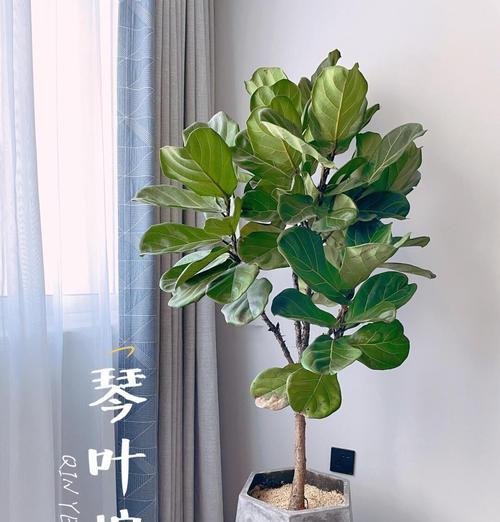 以琴叶榕树的养殖方法（打造美丽室内盆景，从以琴叶榕开始）