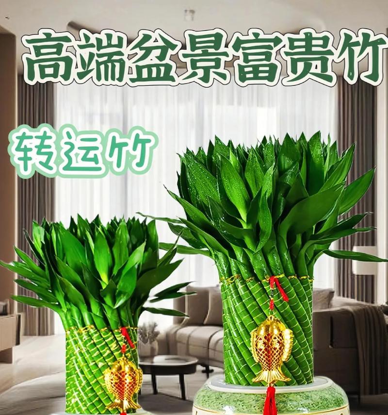 富贵竹（以富贵竹为材料的盆景艺术的魅力与技巧）