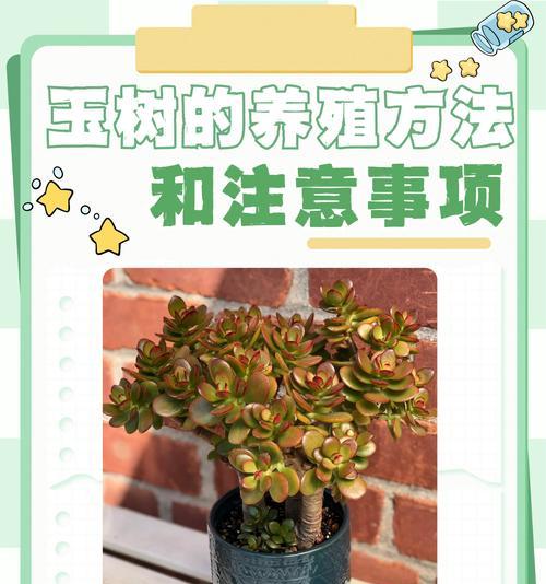 开花植物的养殖方法（打造花园美景，轻松养殖开花植物）