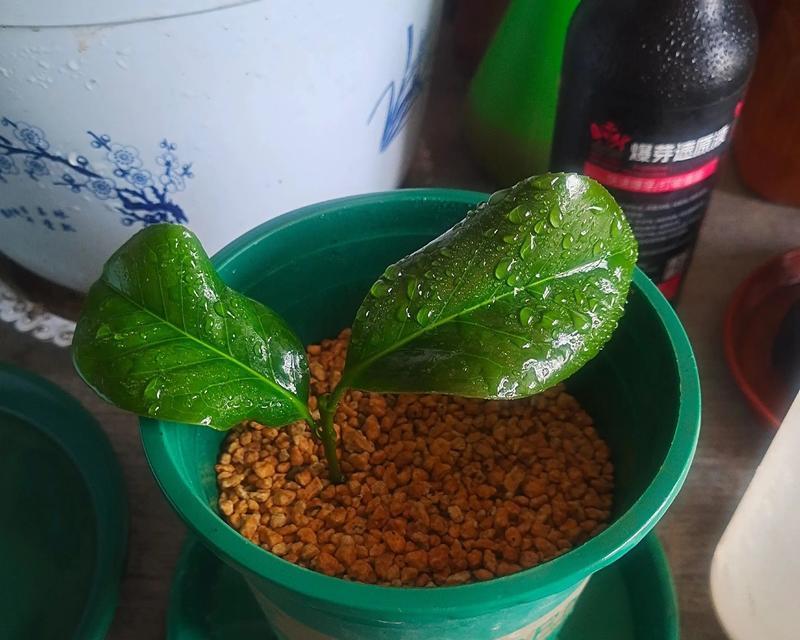 西班牙熏衣草扦插指南(如何成功扦插西班牙熏衣草?)