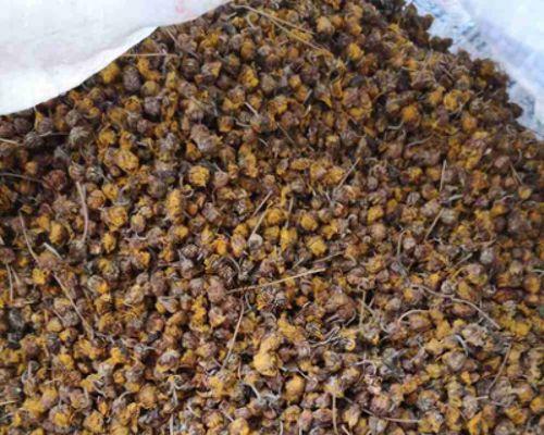 山上野菊花晒干能泡水喝吗？（探索野菊花的饮用价值和健康益处）