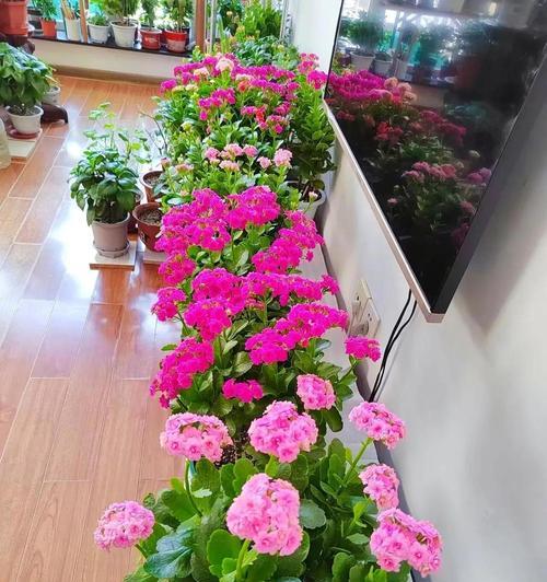 选择适合养老桩的长寿花品种（品种推荐和养护指南，让您的养老桩花园更加壮观）