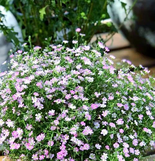 满天星浇水技巧大揭秘（培养满天星的正确浇水方法，让你的花朵绽放更加绚烂）