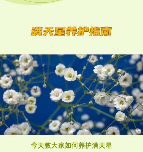 满天星繁殖方法及应用探究（探寻满天星繁殖的奥秘与应用前景）