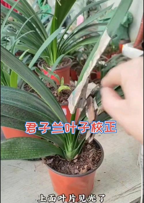 如何处理以君子兰叶片不整齐问题（有效措施解决君子兰叶片生长不均匀的困扰）