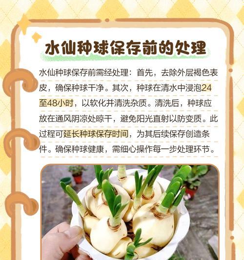 切水仙球的正确方法（掌握切水仙球的技巧，为花束装饰增添美感）