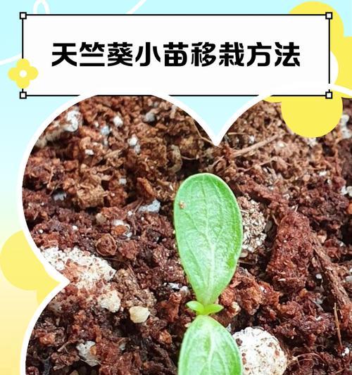 天竺葵摘心方法的全面指南(掌握天竺葵摘心技巧,让你的花园充满芬芳)