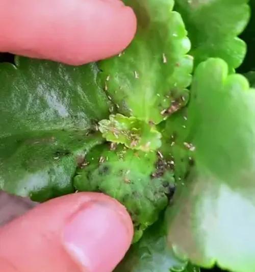 水培植物长虫子的应对方法（解决水培植物害虫问题的有效措施）