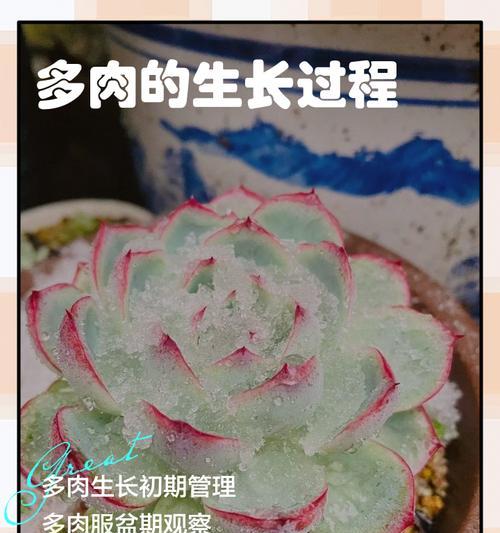 打造紧凑多肉园，享受绿意盎然（细致护理，打造紧凑多肉梦境）