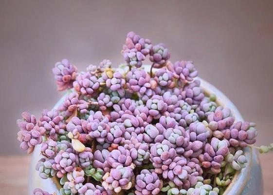 以炬星美人多肉的养护与繁殖技巧（打造独特多肉风景，以炬星美人多肉的完美养护指南）