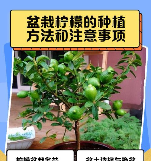 柠檬盆栽的生长与摘取（如何科学地培养柠檬盆栽——以盆栽高度为主要依据）
